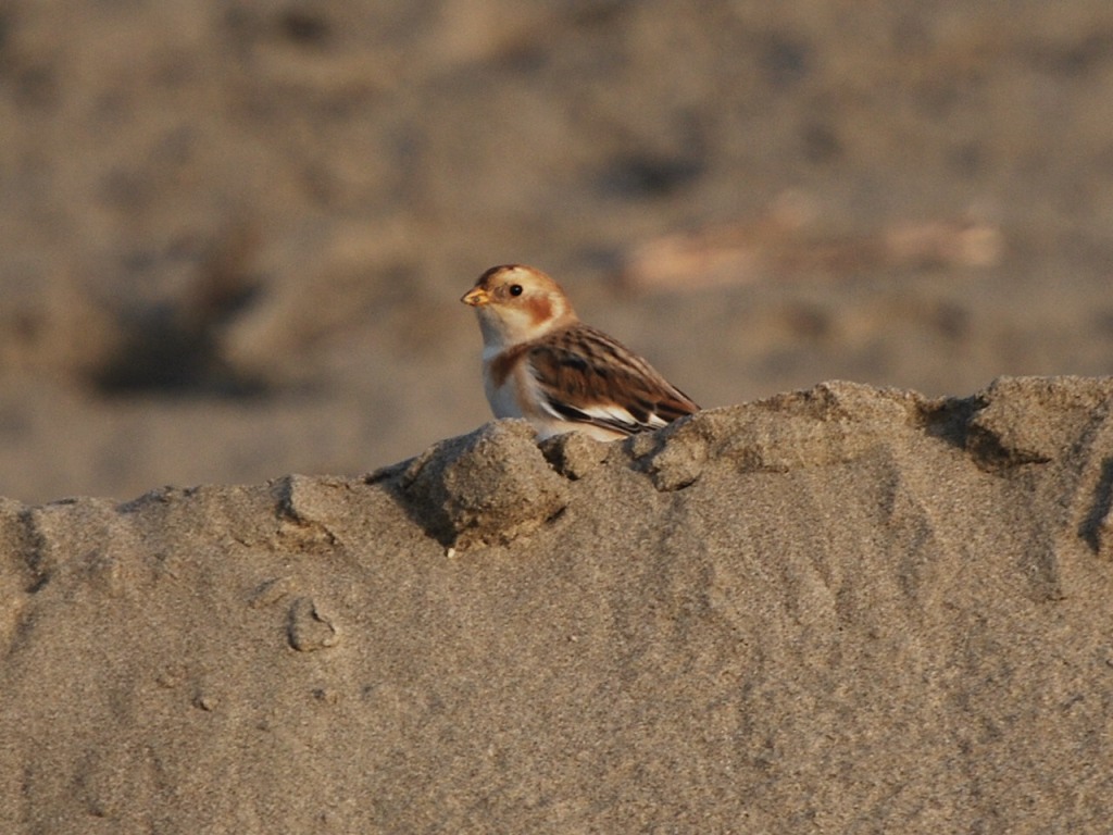 Sorpresa in spiaggia